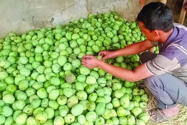আম উৎপাদনে শীর্ষে রপ্তানি তলানিতে