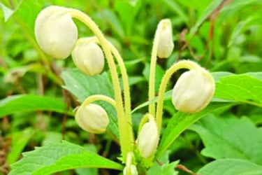 মিউজিক্যাল নোট ছড়াচ্ছে শোভা
