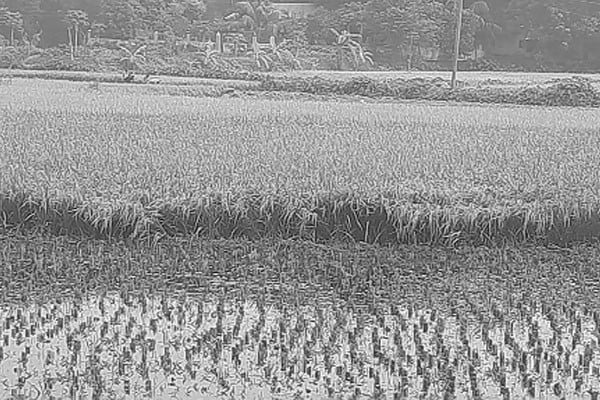 ধানের বাম্পার ফলনেও দুশ্চিন্তা