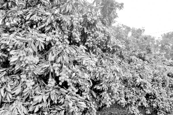 ২৫ কোটি টাকার লিচু বিক্রির আশা