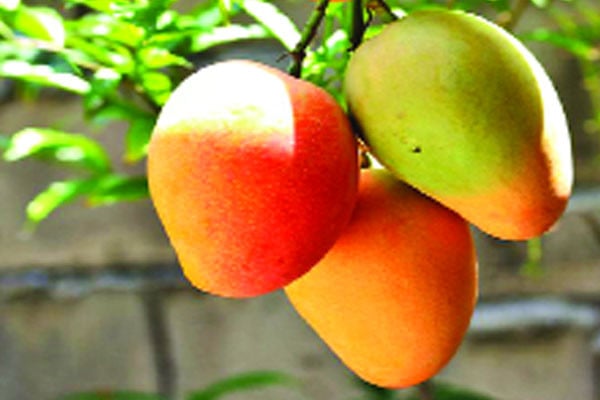 অনিশ্চিত ‘ম্যাঙ্গো স্পেশাল ট্রেন’
