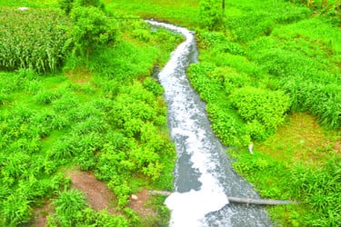 বিলুপ্তির পথে ভদ্রা ভাদাই ও ভদ্রাবতী