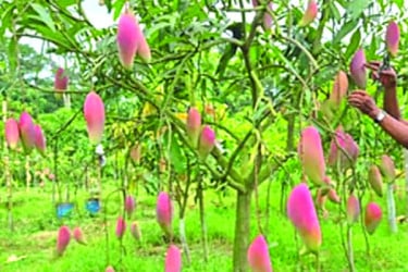 বাগানে ঝুলছে ৫৭ জাতের আম