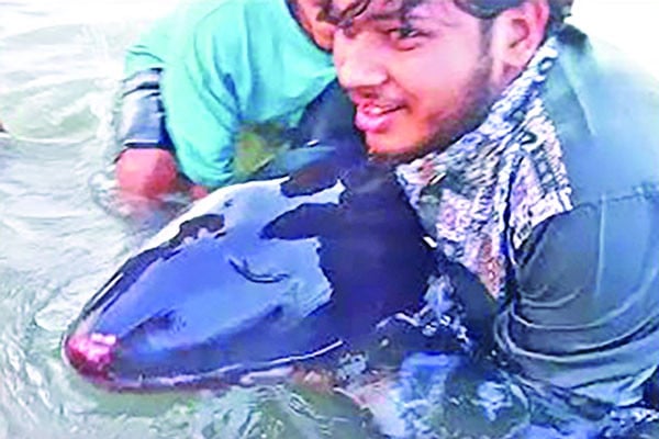 ইনানী সৈকতে ভেসে এলো ডলফিন