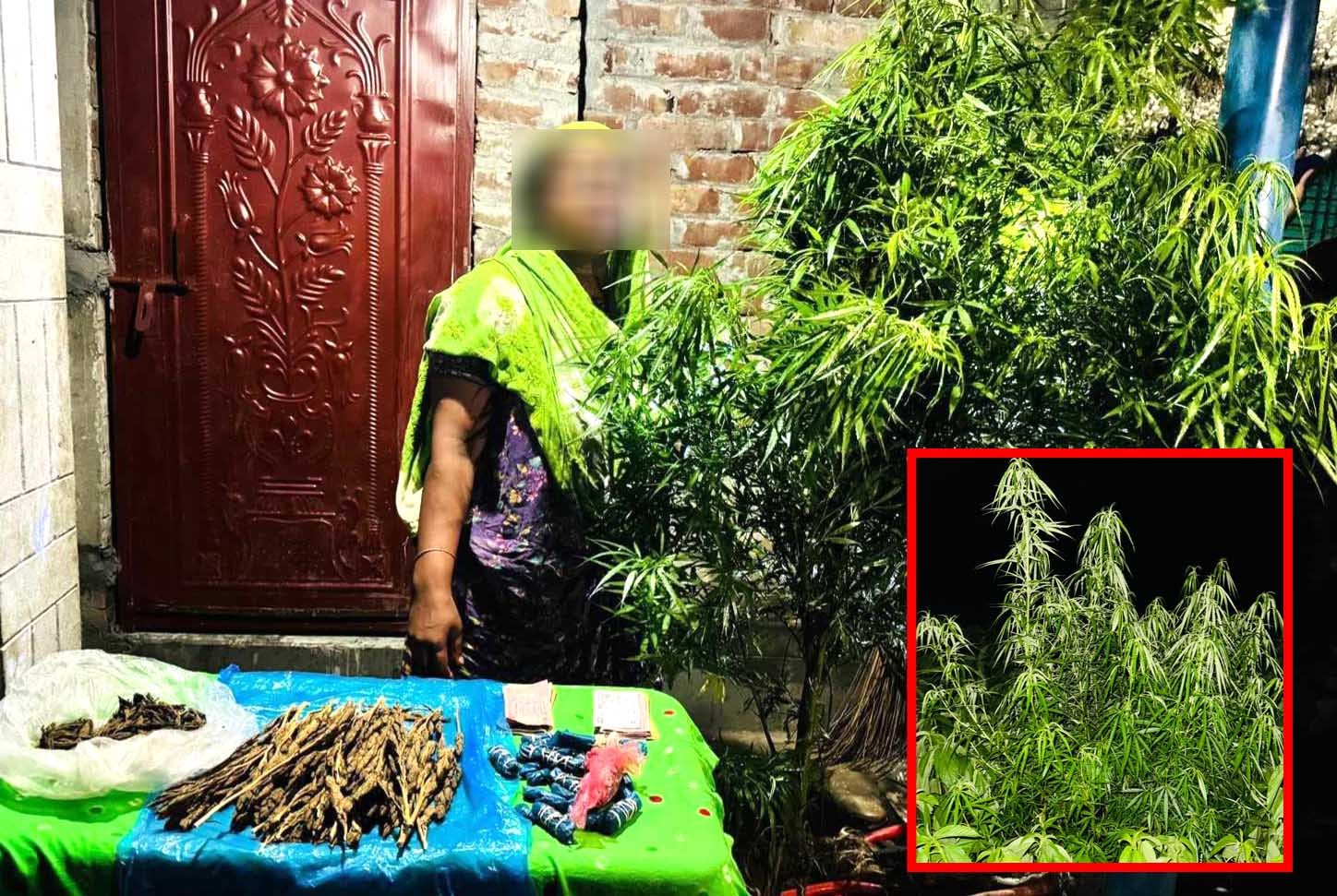 পাট ক্ষেতে গাঁজা চাষ দম্পতির, স্ত্রী আটক