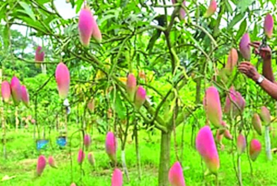 বাগানে ঝুলছে ৫৭ জাতের আম