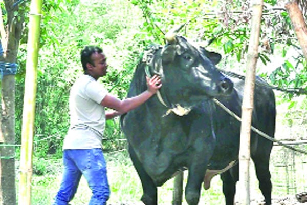 সাড়ে ৩২ মণ ‘ঠান্ডাভোলা’ মাতাবে কোরবানির হাট