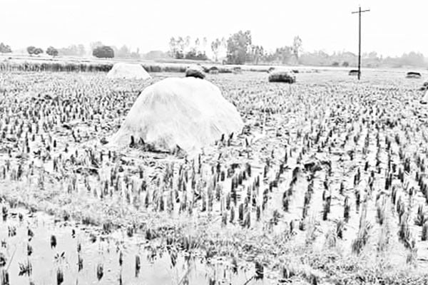 বৃষ্টিতে পচে যাচ্ছে মাঠের ধান