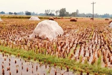 টানা বৃষ্টিতে মাঠেই নষ্ট হচ্ছে পাকা বোরো ধান, বিপাকে কৃষক