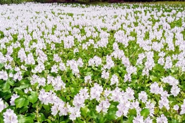 মুক্ত জলাশয়ের কচুরিপানা ফুলে মুগ্ধ পথচারী