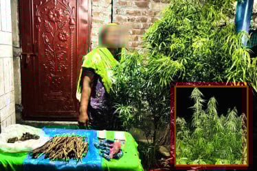 পাট ক্ষেতে গাঁজা চাষ দম্পতির, স্ত্রী আটক