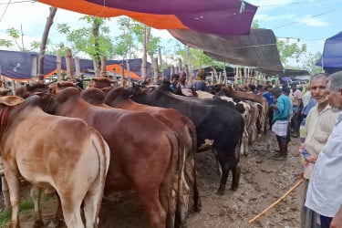 ক্রেতা নেই আলামপুর পশু হাটে, খরচ ওঠানোর দুশ্চিন্তায় খামারিরা
