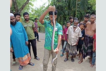 রংপুরে বিষধর সাপ উদ্ধার