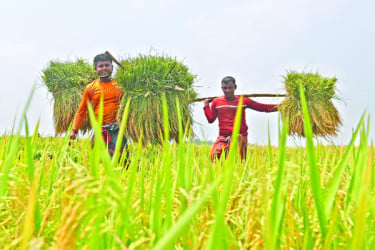 ফসল উৎপাদনে ব্যাপক সাফল্য