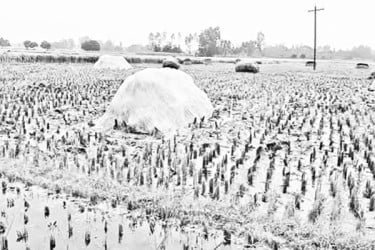বৃষ্টিতে পচে যাচ্ছে মাঠের ধান