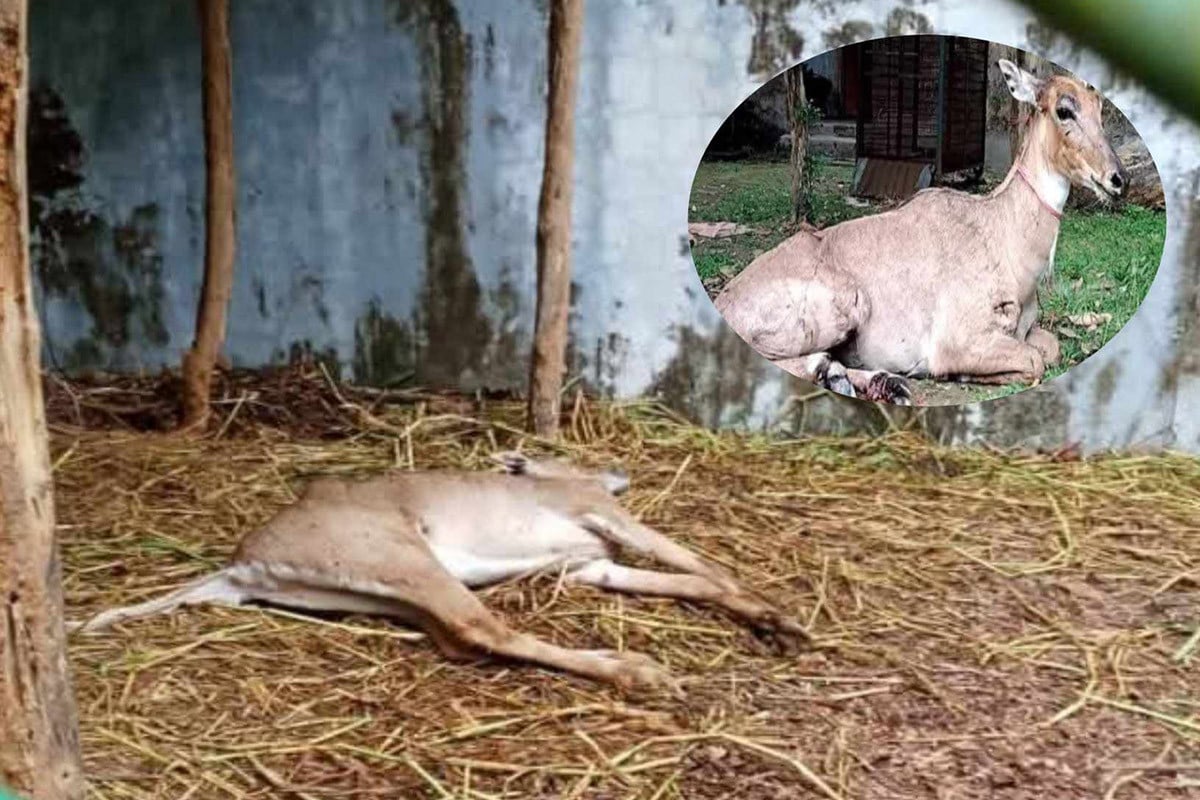 পঞ্চগড়ে থেকে উদ্ধার সেই নীলগাইয়ের মৃত্যু