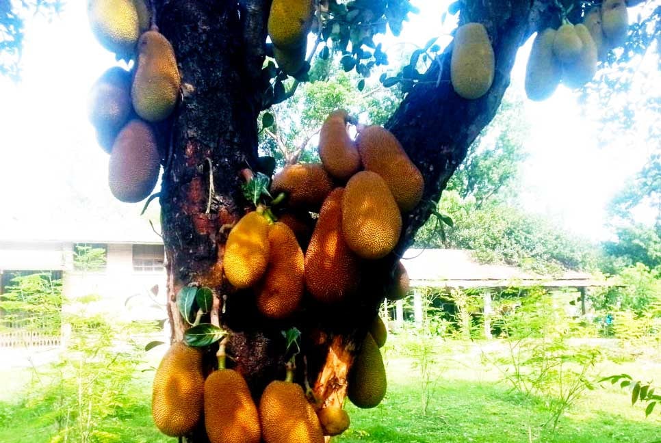 দিনাজপুরে গাছে গাছে ঝুলছে রসালো কাঁঠাল