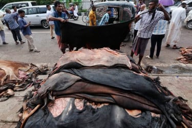 প্রতি বর্গফুটে ৫ টাকা বাড়ল কোরবানির গরুর চামড়ার দাম