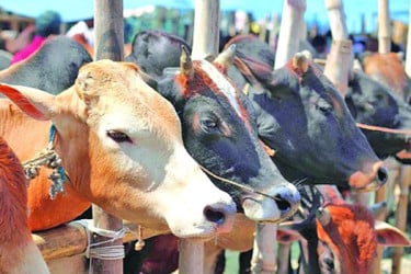 সিলেটে চাহিদার ২০ ভাগ কম গরু