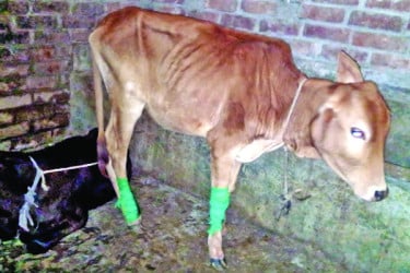 লাম্পি স্কিন আতঙ্কে খামারিরা
