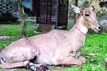 পঞ্চগড় থেকে উদ্ধার নীলগাইয়ের মৃত্যু