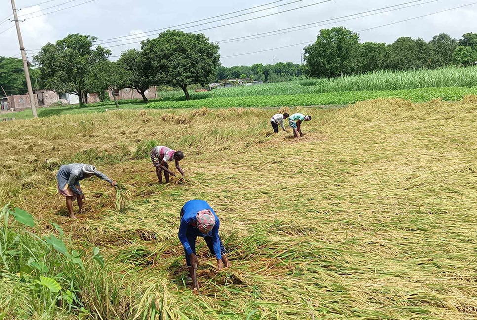 ঝড়ো বাতাস-বৃষ্টিপাতে পাকা ধান নিয়ে বিপাকে রাজশাহীর চাষিরা