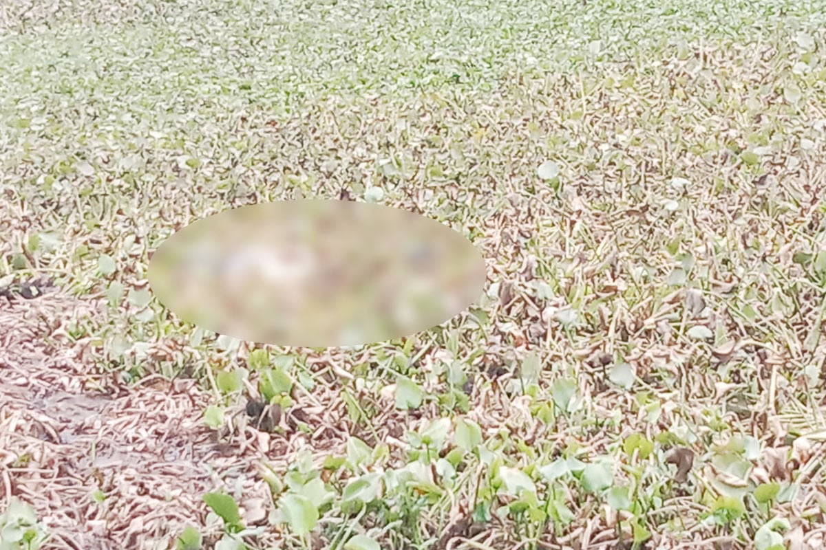 রাজবাড়ীতে পুকুর থেকে অজ্ঞাতপরিচয় যুবকের অর্ধগলিত লাশ উদ্ধার