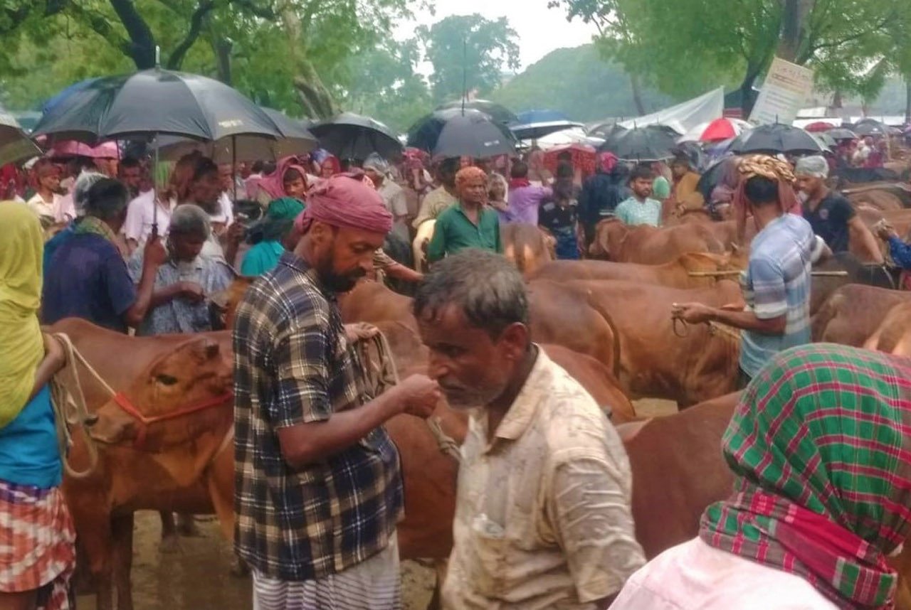 নওগাঁর হাটগুলোতে জমে উঠেছে গবাদিপশুর কেনাবেচা