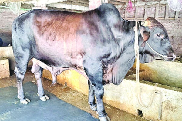 আলোচনায় ৩০ মণের কালামানিক