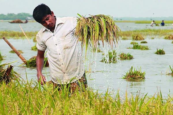 পাকা ধান ডুবছে বৃষ্টির পানিতে