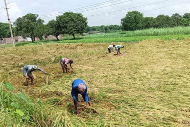 ঝড়ো বাতাস-বৃষ্টিপাতে পাকা ধান নিয়ে বিপাকে রাজশাহীর চাষিরা