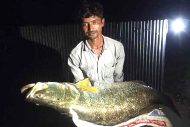 জেলের জালে ২৫ কেজির কোরাল, ২৬ হাজারে বিক্রি