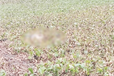 রাজবাড়ীতে পুকুর থেকে অজ্ঞাতপরিচয় যুবকের অর্ধগলিত লাশ উদ্ধার