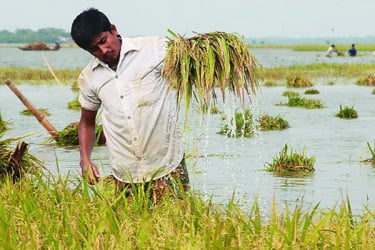 পাকা ধান ডুবছে বৃষ্টির পানিতে