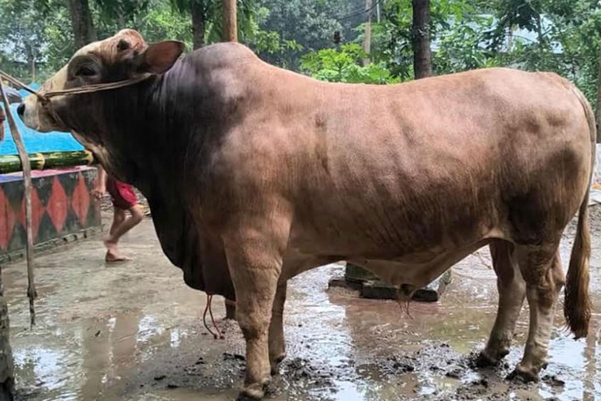 কোরবানির হাট মাতাতে আসছে ১৮ মণের ‘লালমানিক’
