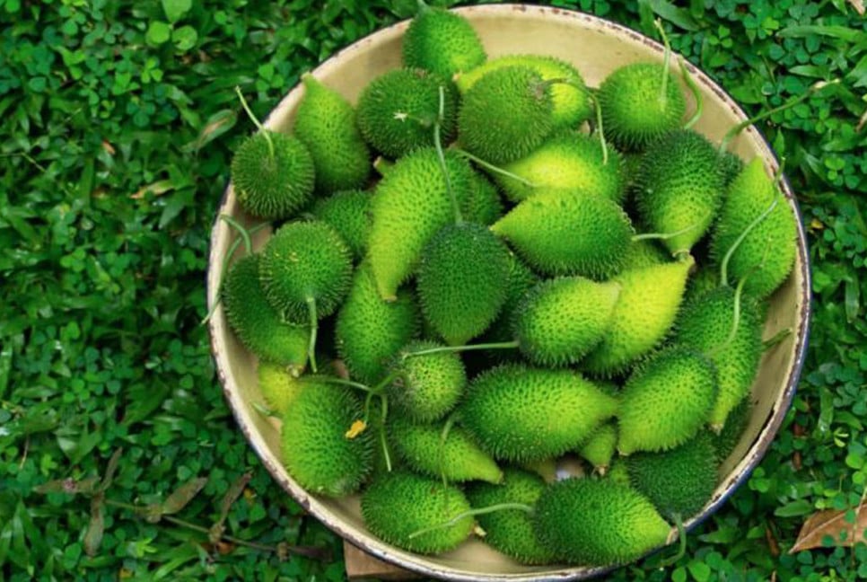 কাঁকরোলের গুণাগুণ