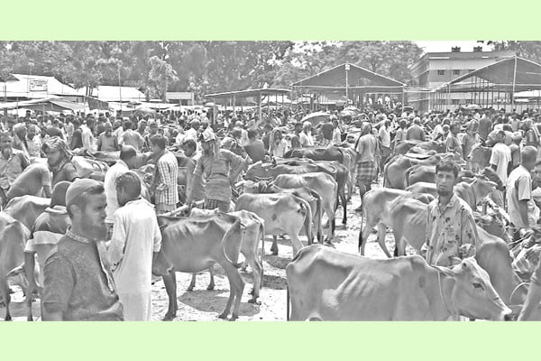 পশুর হাটে পাইকার কম, দুশ্চিন্তায় খামারিরা