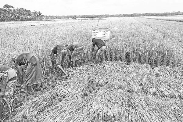 তীব্র লবণাক্ত জমিতে বোরো বিপ্লব কৃষকের
