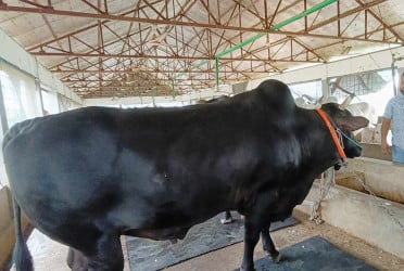 কোরবানির হাট কাঁপাবে ‘কালো পাহাড়’