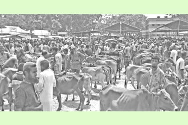 পশুর হাটে পাইকার কম, দুশ্চিন্তায় খামারিরা