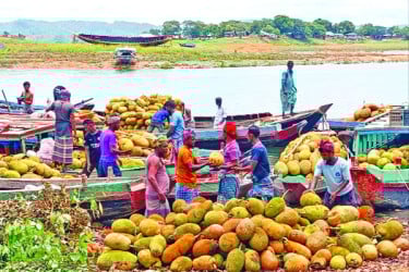 পাহাড়ে ফলের বাম্পার ফলন