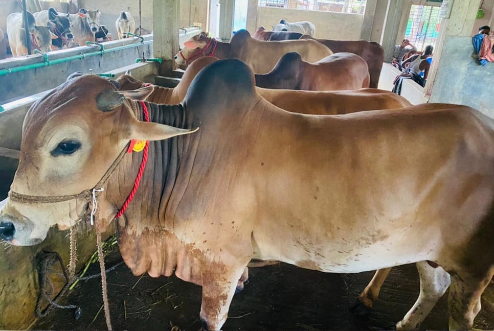 বাণিজ্যিক পশুপালনের দিকে ঝুঁকছেন সৌখিন খামারিরা