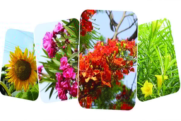 ফুলে সেজেছে সবুজ শহর রাজশাহী