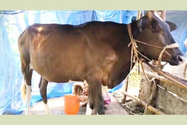 গর্ভধারণ ছাড়াই দুধ দিচ্ছে বাছুর, এলাকায় চাঞ্চল্য