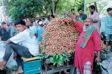 রংপুরে লিচুতে চাষিদের ঘরে আসবে ৩০০ কোটি টাকা