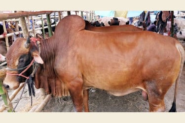বিয়ানীবাজারে কোরবানির পশুর চাহিদা ১২ হাজার
