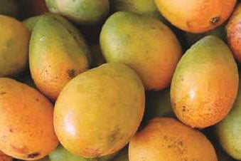 যুক্তরাষ্ট্র, জার্মানিসহ পাঁচ দেশে আনুষ্ঠানিক আম রফতানি শুরু
