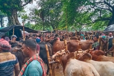 নিরাপদ পশু উৎপাদনে চুয়াডাঙ্গার খামারিদের সাফল্য