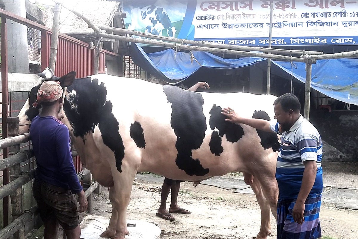 মানিকগঞ্জে কোরবানির গরু কিনলে সঙ্গে ছাগল ফ্রি