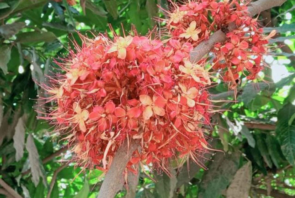 শান্তি ও আনন্দের প্রতীক অশোক 
গ্রীস্মেও শোভা ছড়াচ্ছে